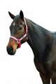 Roma Reflective Ribbon Headcollar